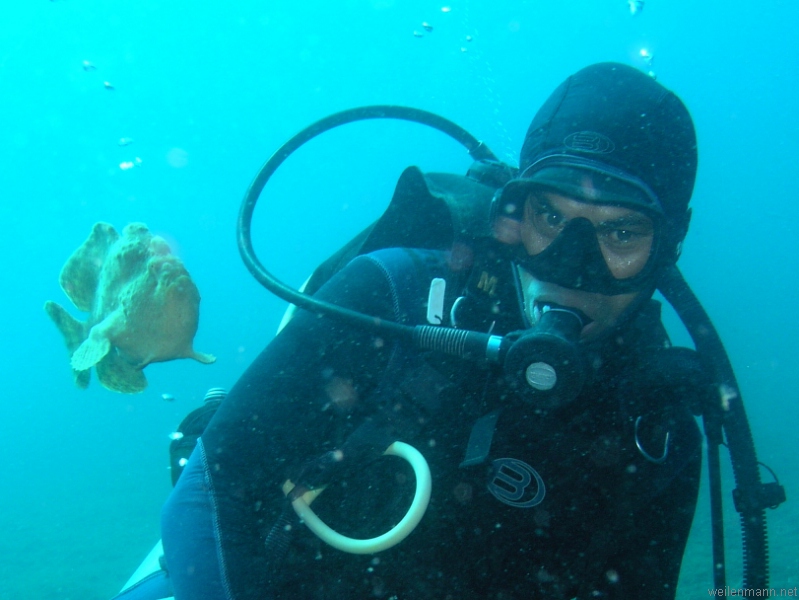 Giant Frogfish and Diver